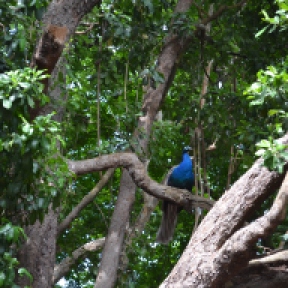 a peacock sitting up the trees