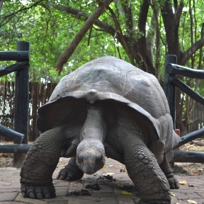 huge turtoise standing up